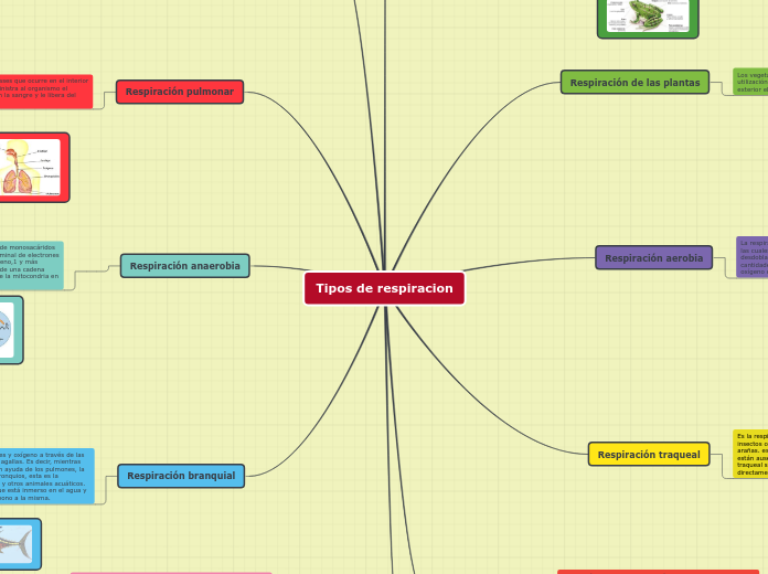 Tipos de respiracion