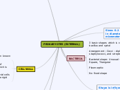 PROKARYOTES (EXTERNAL) 