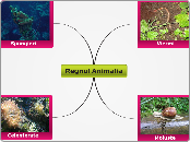 Regnul Animalia