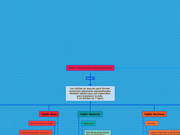 NIVEL TISULAR DE ORGANIZACIÓN