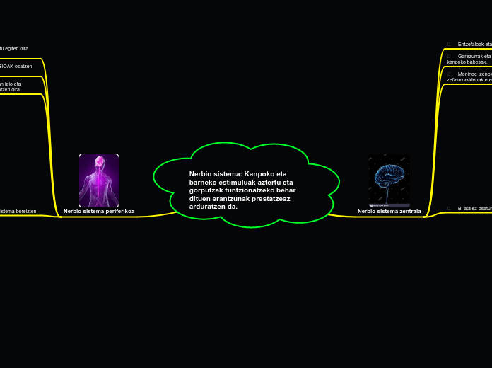 Nerbio sistema: Kanpoko eta barneko estimuluak aztertu eta gorputzak funtzionatzeko behar dituen erantzunak prestatzeaz arduratzen da.