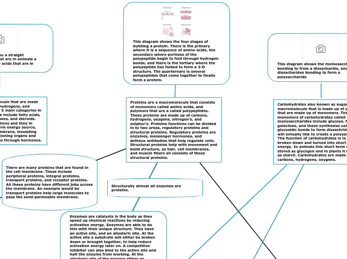 Proteins are a macromolecule that consists of monomers called amino acids, and polymers that are a called polypeptides. These proteins are made up of carbons, hydrogens, oxygens, nitrogen's, and sulphur's. Proteins functions can be divided in to two areas