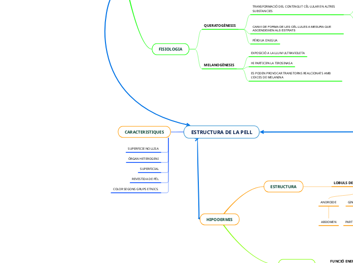 ESTRUCTURA DE LA PELL