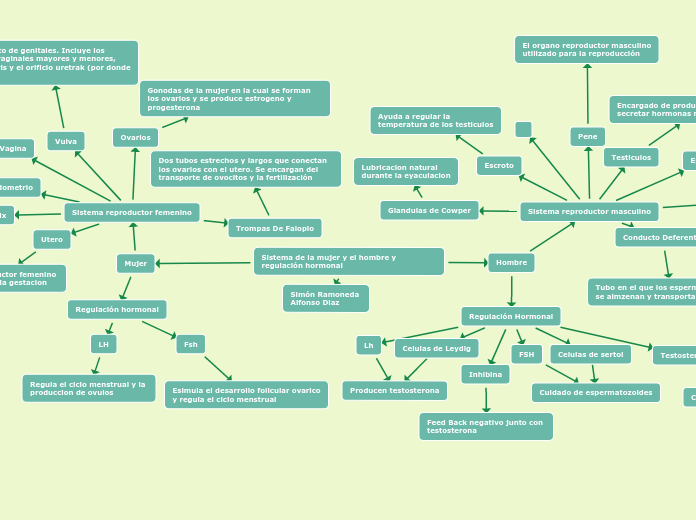 Sistema de la mujer y el hombre y regulación hormonal