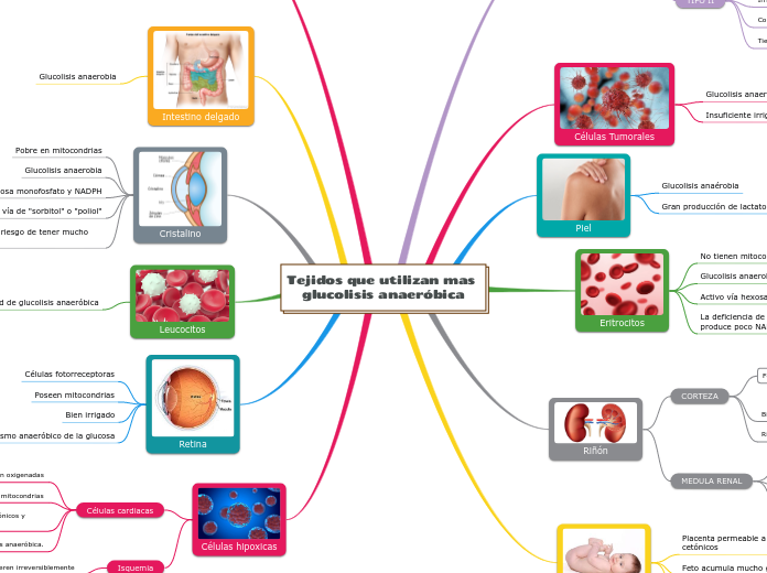 Tejidos que utilizan mas glucolisis anaeróbica