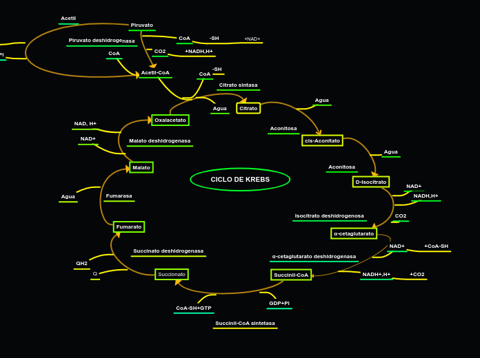 CICLO DE KREBS