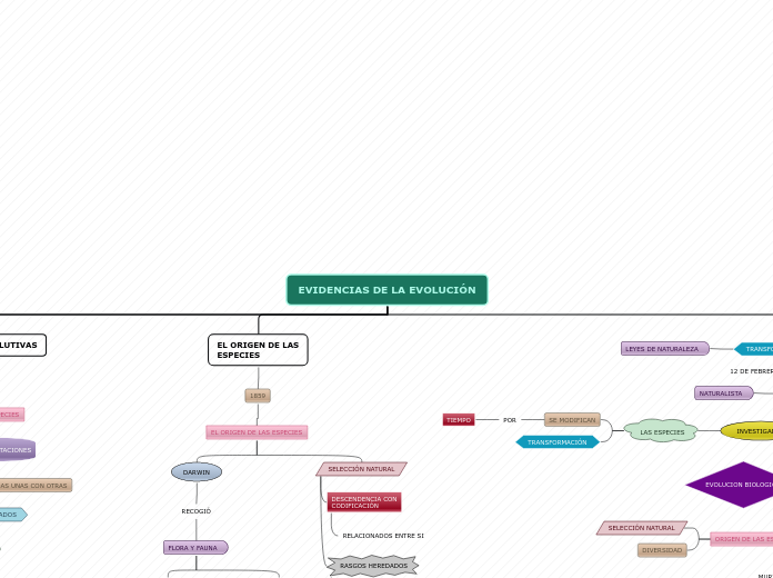 Organigrama arbol