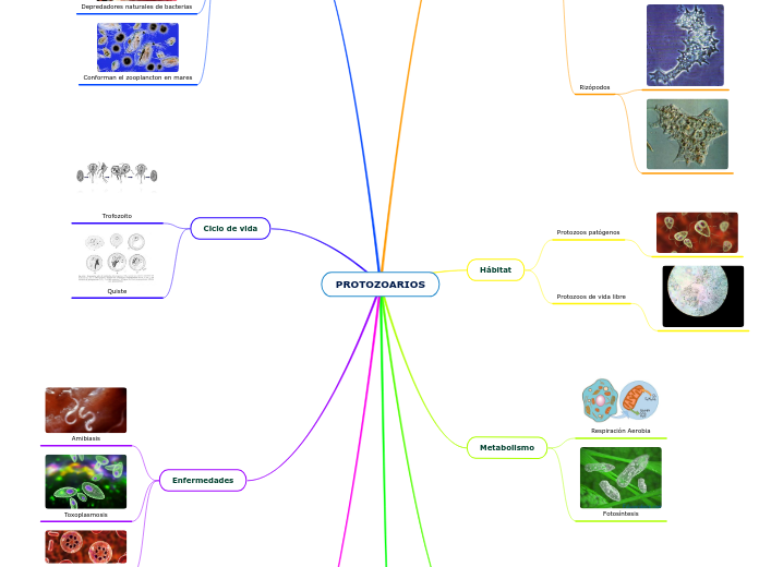 MAPA DE PROTOZOARIOS