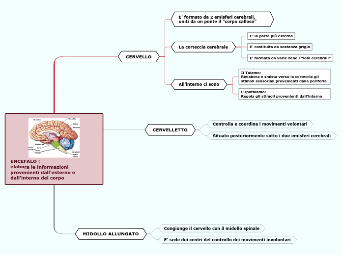 ENCEFALO :                           elabora le informazioni provenienti dall'esterno e dall'interno del corpo