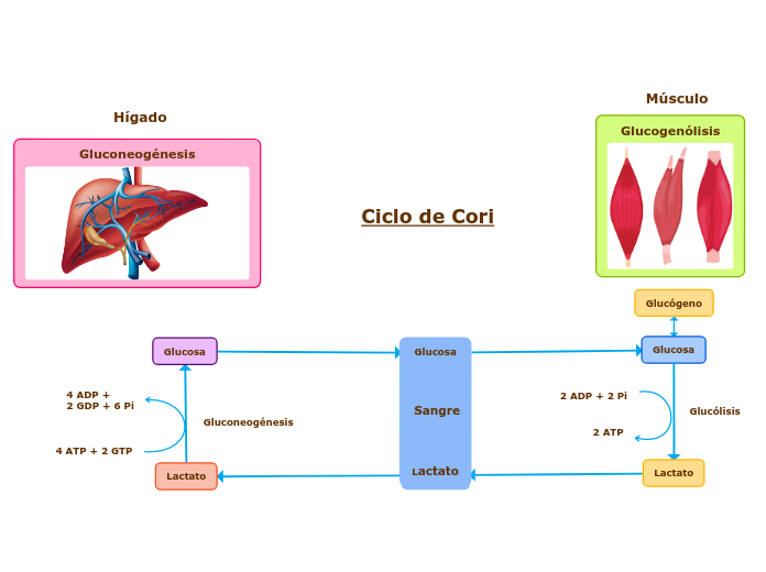 Ciclo de Cori