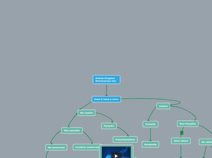 Animal Kingdom Dichotomous key