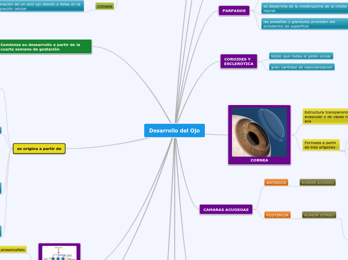 Desarrollo del Ojo