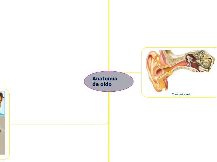 Anatomia de oido