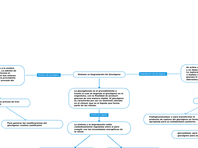 Síntesis vs Degradación De Glucógeno