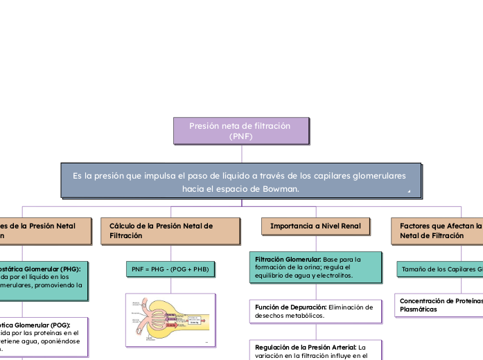 Presión neta de filtración (PNF)