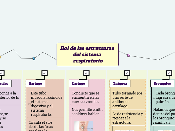 Rol de las estructuras del sistema respiratorio