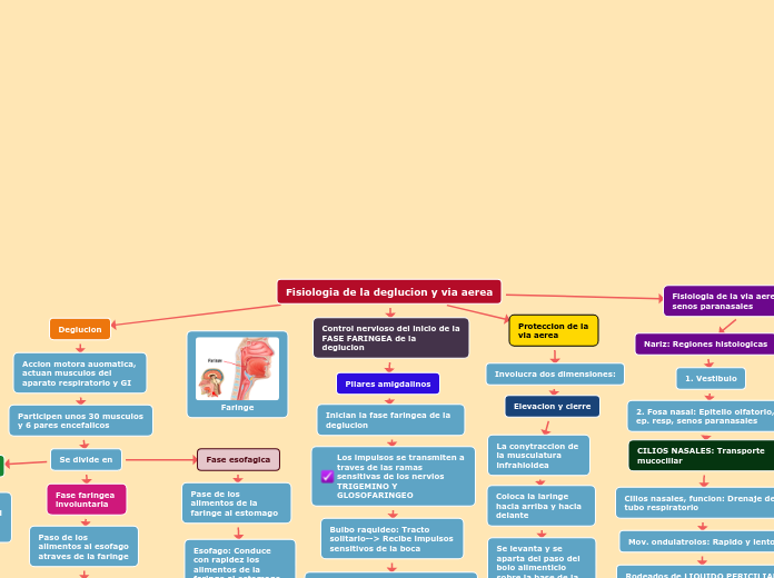 Fisiologia de la deglucion y via aerea
