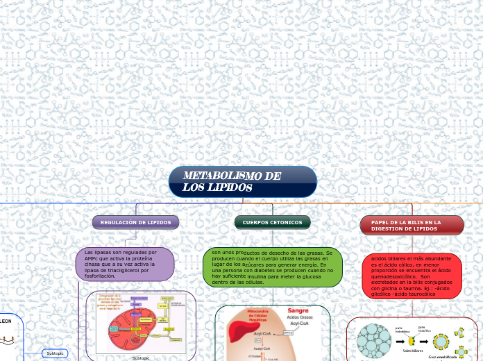 METABOLISMO DE     LOS LIPIDOS