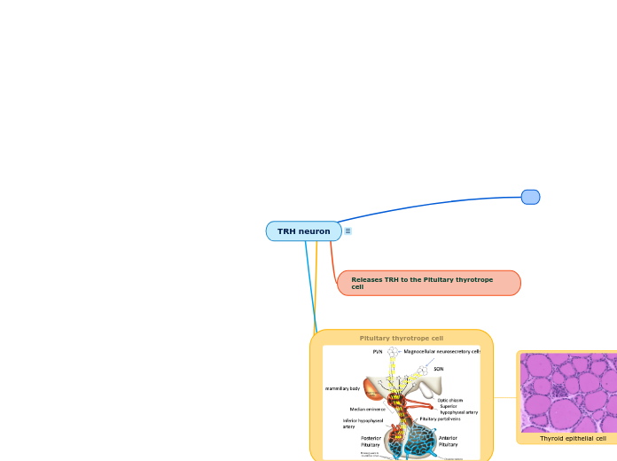 TRH neuron