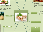 Cacahuate (Arachis hypogaea)