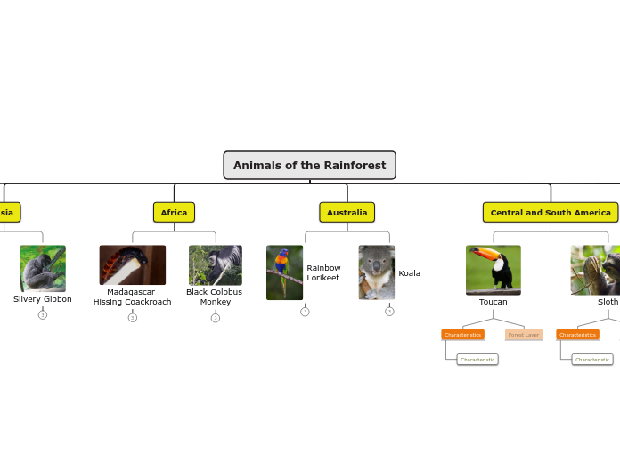 Animals of the Rainforest