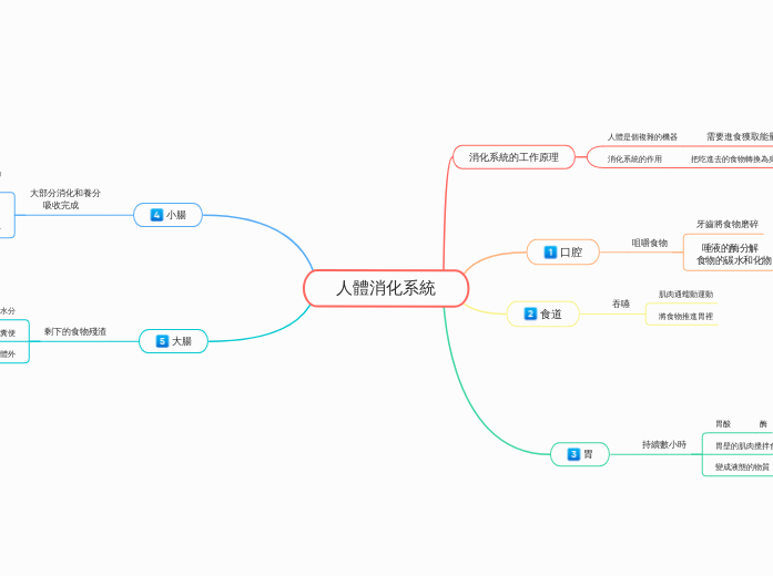 人體消化系統