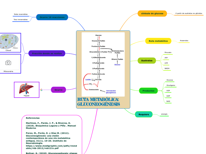 RUTA METABÓLICA: GLUCONEOGÉNESIS