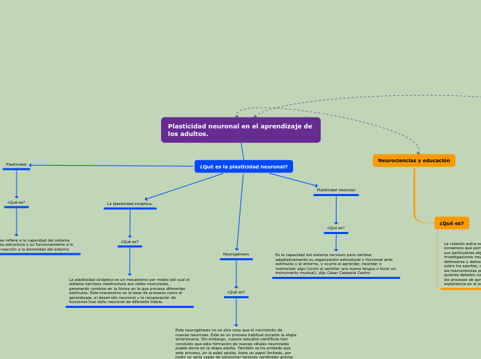 Plasticidad neuronal en el aprendizaje de los adultos.