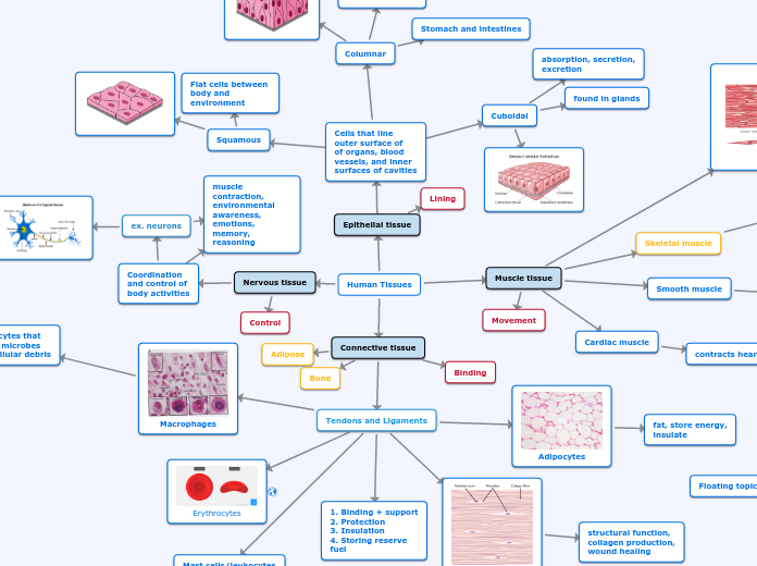 Human Tissues