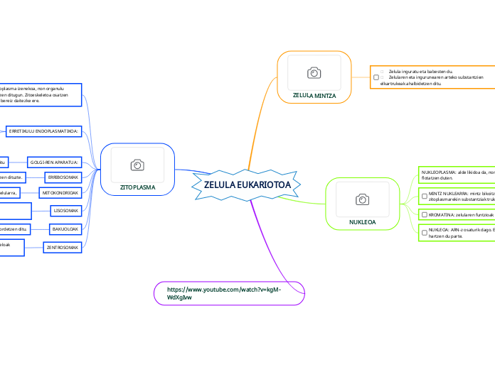 ZELULA EUKARIOTOA
