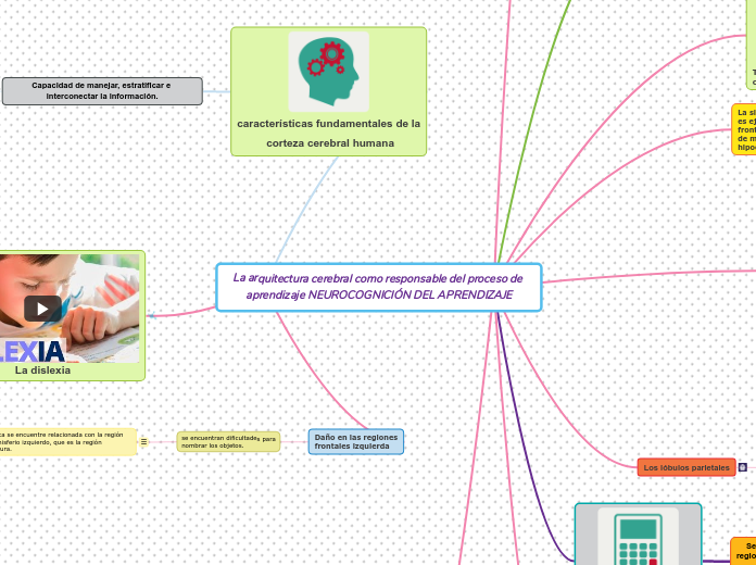 La arquitectura cerebral como responsable del proceso de aprendizaje NEUROCOGNICIÓN DEL APRENDIZAJE