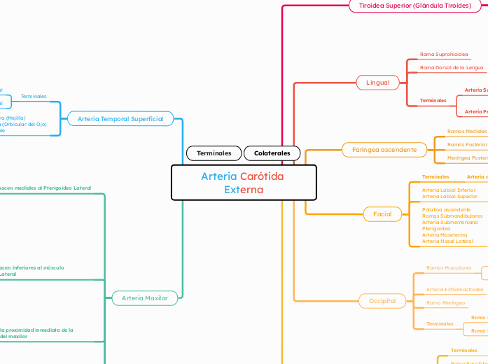Arteria Carótida Externa