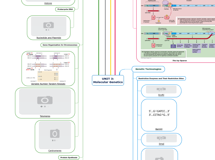 UNIT 3: Molecular Genetics