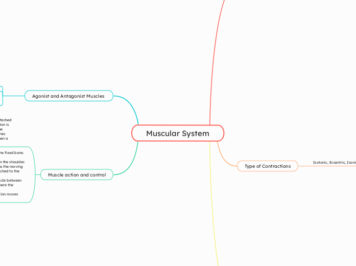 Muscular System