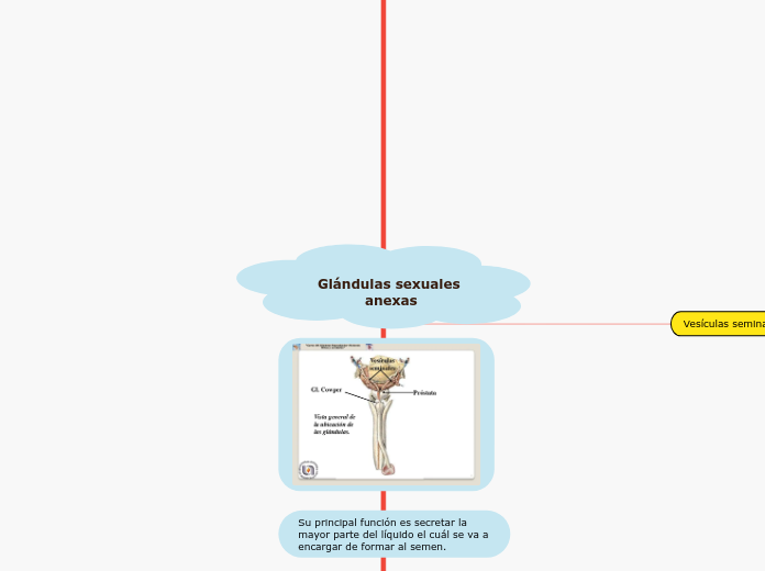 Glándulas sexuales anexas