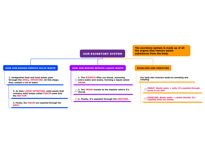 OUR EXCRETORY SYSTEM
