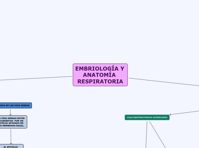 EMBRIOLOGÍA Y ANATOMÍA RESPIRATORIA