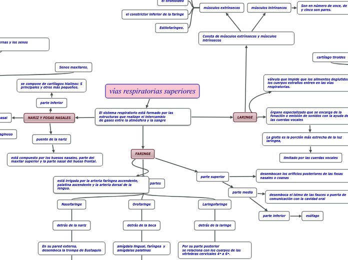 vías respiratorias superiores