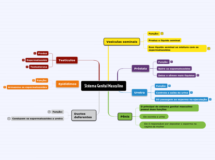 Sistema Genital Masculino