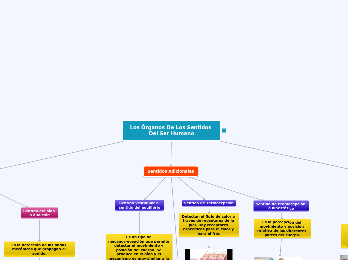 Los Órganos De Los Sentidos Del Ser Humano