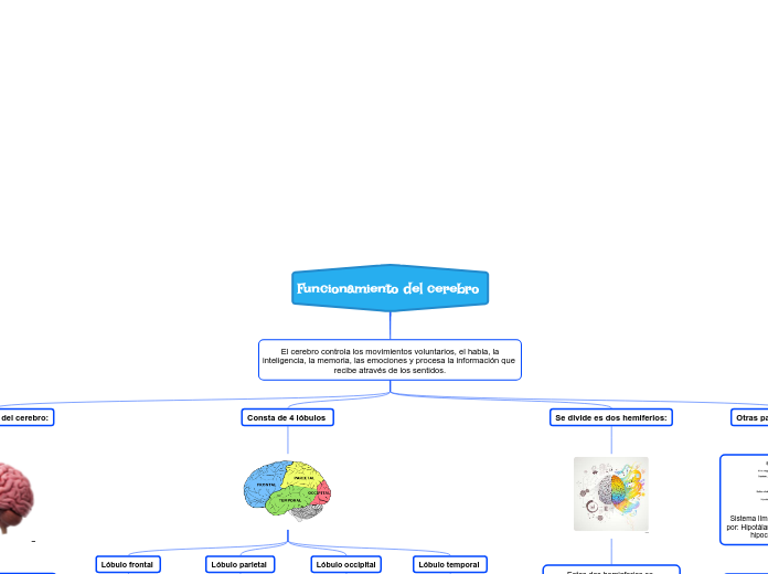 Funcionamiento del cerebro- LEON BARAHONA JENNIFER