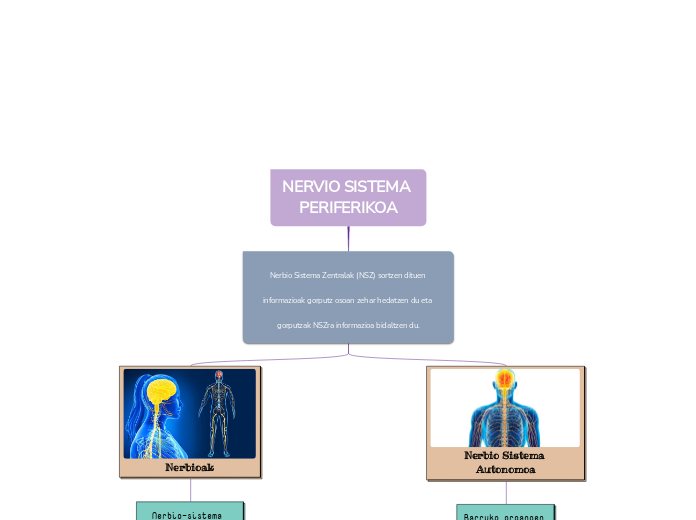 NERVIO SISTEMA PERIFERIKOA