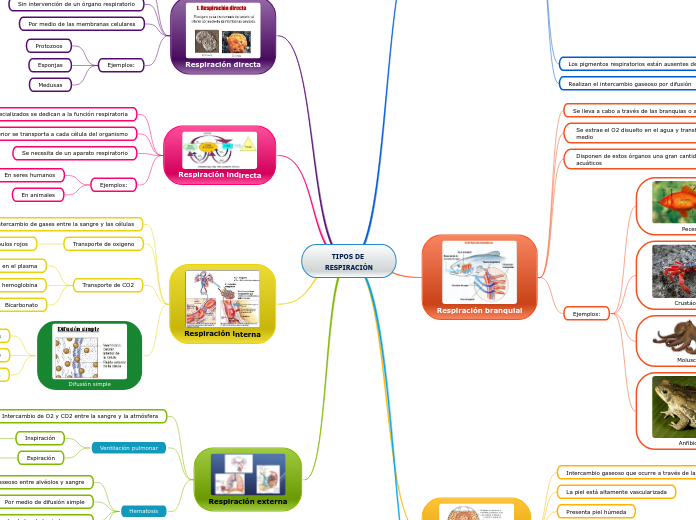 TIPOS DE RESPIRACIÓN