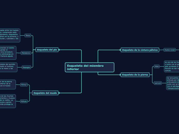 Esqueleto del miembro inferior