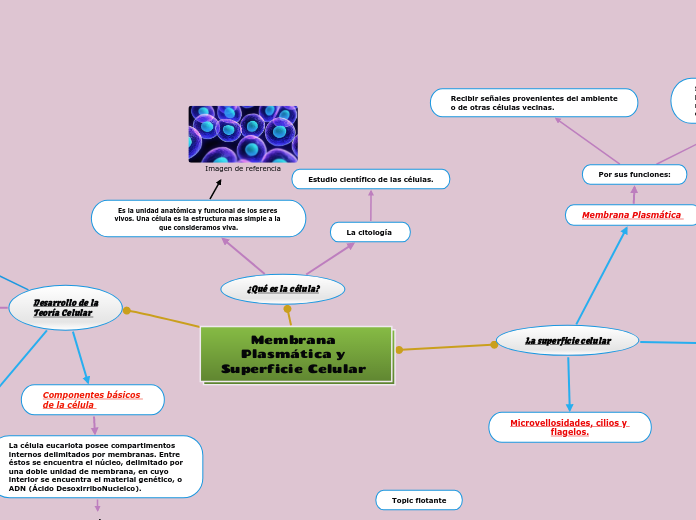 Membrana Plasmática y Superficie Celular 