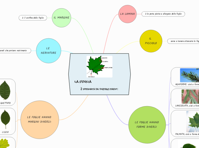 la foglia                              è formata da diverse parti: