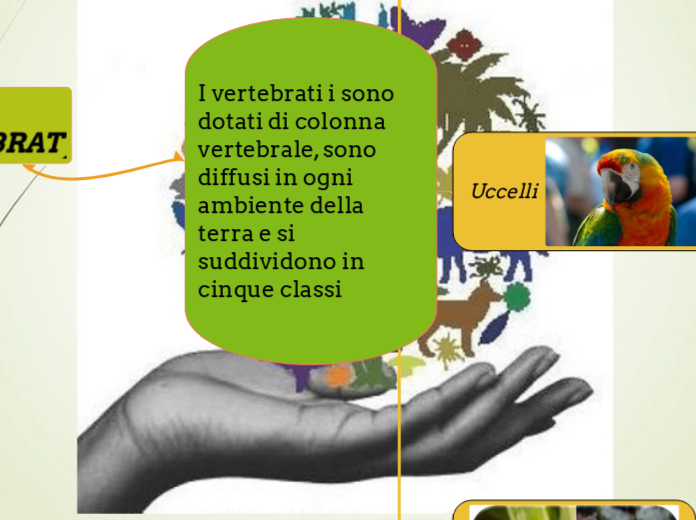 I vertebrati i sono dotati di colonna vertebrale, sono diffusi in ogni ambiente della terra e si suddividono in cinque classi