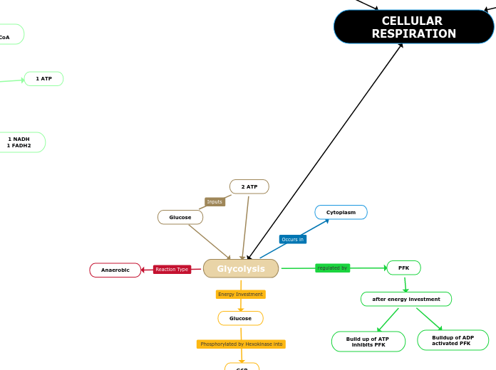 Cellular Respiration Mind Map