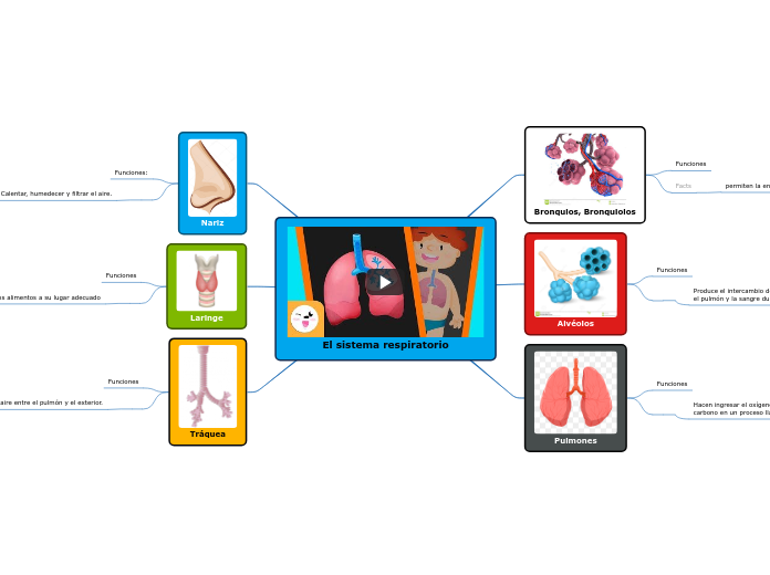 El sistema respiratorio