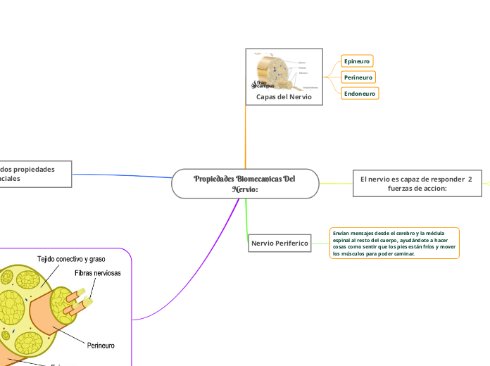 Propiedades Biomecanicas Del Nervio:
